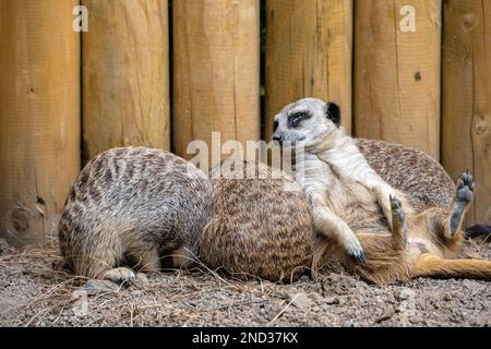 Addormentarsi in servizio, un gruppo di meerkat (Suricata suricatta) in recinto allo Zoo di Edimburgo, Scozia, Regno Unito Foto Stock