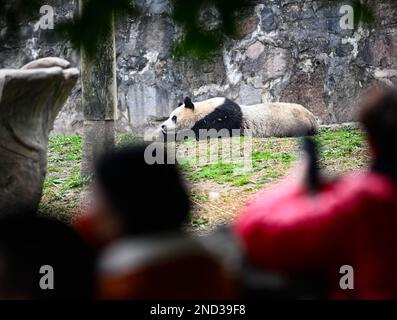 Chengdu, provincia cinese del Sichuan. 15th Feb, 2023. Un panda gigante è raffigurato presso la base di Dujiangyan del China Conservation and Research Center for Giant Panda a Dujiangyan, nella provincia del Sichuan del sud-ovest della Cina, il 15 febbraio 2023. Credit: Wang Xi/Xinhua/Alamy Live News Foto Stock