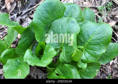 Arum (Arum besserianum) cresce nella foresta all'inizio della primavera. Foto Stock