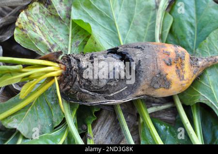 Barbabietole da foraggio mature affette da marciume Foto Stock