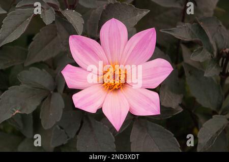 dahlia happy days rosa Foto Stock