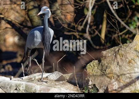 Gru Demoiselle (Grus virgo) nel parco cittadino di Lione Foto Stock