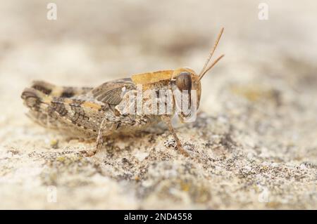 Particolare primo piano su una cavalletta barbarica mediterranea a corna corta, Calliptamus barbarius Foto Stock