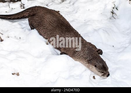 lontra nordamericana che gioca nella neve che scivola giù lungo la riva del fiume Foto Stock