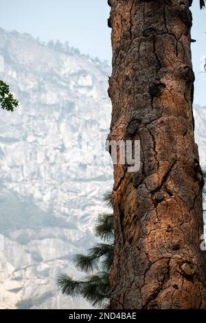 Dettagli del tronco di un grande albero insieme con rami parzialmente coperti di licheni e le loro texture Foto Stock