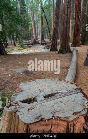 Particolare degli anelli di un grande albero tagliato alla sua base, mentre il resto dell'albero può essere visto cadere sullo sfondo Foto Stock