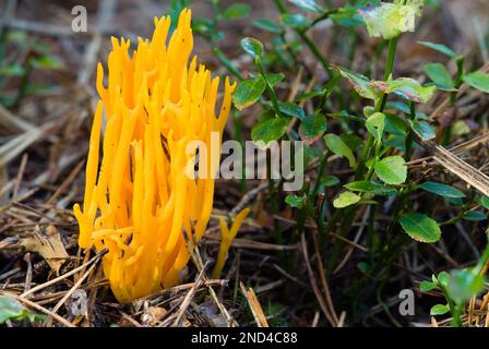 Fungo giallo brillante Staghorn, conosciuto anche come Jelly Fungus, che cresce vicino a Fallen confers nella New Forest, Hampshire, Regno Unito. Foto Stock