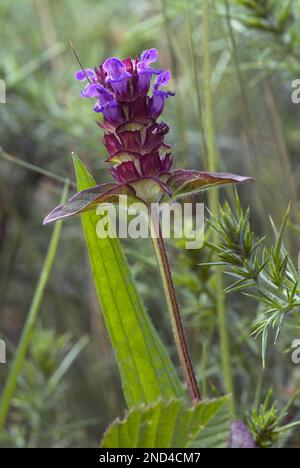 Piccolo fiore viola fiore selvatico trovato su verge erbose chiamato Selfheal. Foto Stock