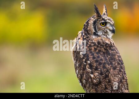 Gufo piccolo (noctua di Athene). Questo gufo è un membro della famiglia, Strigidae. E 'visto tutto l'anno durante il giorno, anche se caccia per la maggior parte di notte Foto Stock