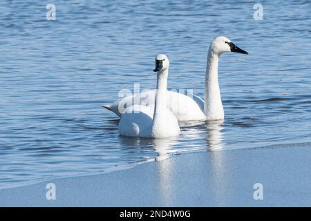 La coppia di tundra Swan (Cygnus columbianus) nuota nel lago presso la riserva naturale di Middle Creek nella contea di Lancaster, Pennsylvania Foto Stock