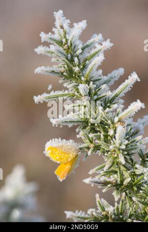 Hoarfrost, hoar frost, su fiore di Gorse comune, Ulex europaeus, Stedham e Iping Commons, Sussex, Regno Unito. Gennaio Foto Stock