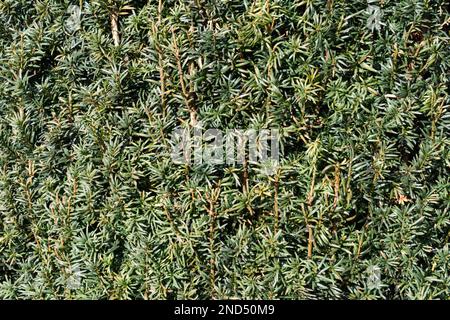 Primo piano del giew inglese tagliato, Taxus baccata, hedge nel Regno Unito febbraio Foto Stock