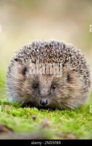 Riccio (Erinaceus europaeus) sul terreno boschivo di giorno, Berwickshire, Scozia, marzo 2009 Foto Stock