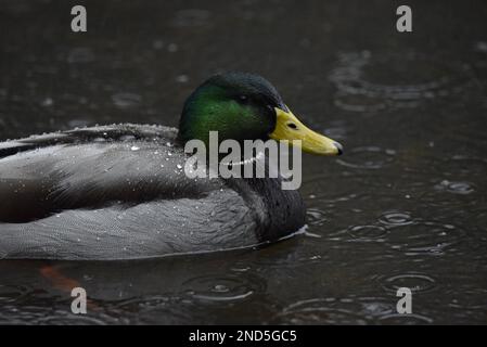 Primo piano immagine del profilo destro di un Drake Mallard Duck (Anas platyrhynchos) Nuoto nella vista coperto da gocce di pioggia con gocce di pioggia sul lago, Regno Unito Foto Stock