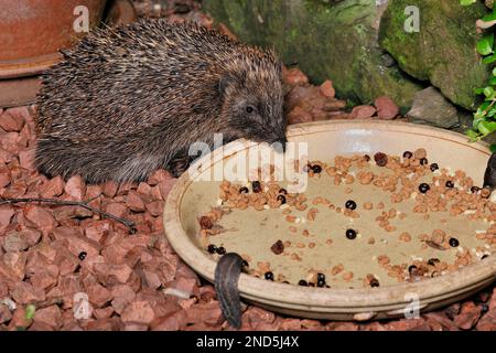 Riccio (Erinaceus europaeus) nutrirsi da una ciotola di cibo in giardino, Berwickshire, Scottish Borders, Scozia, agosto 2011 Foto Stock