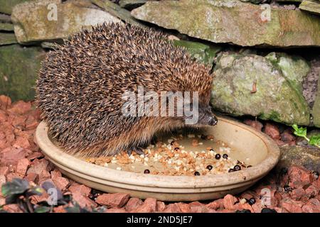 Riccio (Erinaceus europaeus) nutrirsi da una ciotola di cibo in giardino, Berwickshire, Scottish Borders, Scozia, agosto 2011 Foto Stock