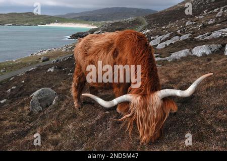 Highland Cow (Bos taurus) femmina / vacca che pascolano per riva a Hushnish, North Harris Estate, Harris, Ebridi esterne, Scozia, Maggio 2016 Foto Stock