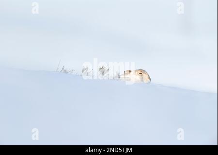 Lepre di montagna (Lepus timidus) che ripara nel buco di neve, colline di Lammermuir, Lothian orientale, Scozia, gennaio 2010 Foto Stock