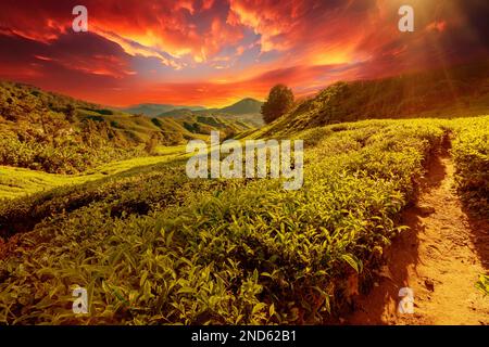 Malesi Cameron Highlands al tramonto con le sue estese piantagioni di tè che presentano le migliori foglie di tè del mondo. Una regione con campi terrazzati collinari Foto Stock