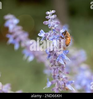 Bee impollinating su Russian Sage in un giardino cottage nel Michigan settentrionale Foto Stock