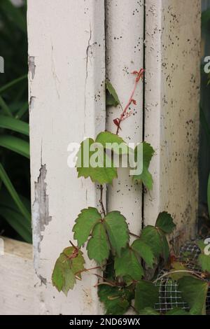 Avvelenamento edera che cresce lungo la recinzione di legno. Foto Stock
