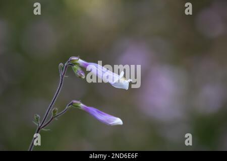 Macro foto di Hairy Beardtongue crescere in un giardino nel Michigan settentrionale in estate. Foto Stock