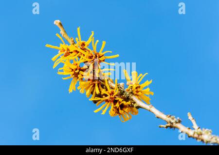 Hamamelis x Intermedia 'Brevipetala' (Hazel strega) una pianta di arbusto dell'albero di fioritura di primavera invernale che ha un fiore giallo primaverile altamente profumato e. Foto Stock
