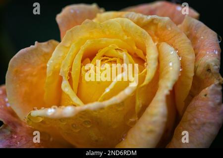 Primo piano di una rosa gialla fiorente con gocce di pioggia nel Rose Garden di Portland, Oregon. Foto Stock