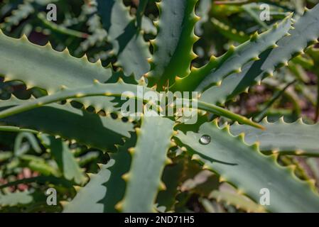Aloe vera lascia il primo piano. Pioggia caduta sul suo fogliame illuminato da sole Foto Stock