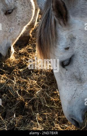 Due cavalli grigi pascolano in un prato e mangiano fieno secco in una giornata di sole. Vista laterale ravvicinata delle mozzole dei cavalli. Alimentazione di bestiame in un'azienda agricola. Foto Stock