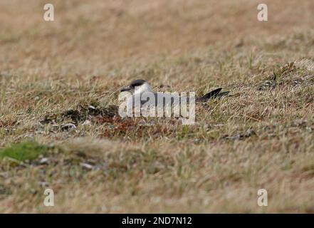 Arctic Skua (Stercorarius parasiticus) adulto seduto sul Nido Capo Nord, Norvegia Giugno Foto Stock