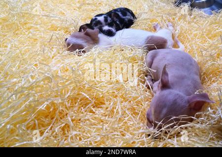 Primo piano su tre chihuahua da letto in un negozio di animali domestici. Foto Stock