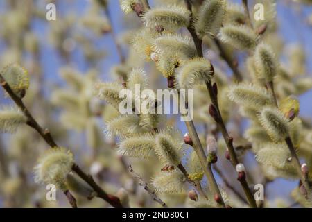 Capra fiore di salice o zargatillo frond albero, Salix caprea Foto Stock