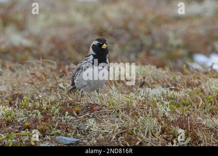 Lapponia Bunting (Calcarius laponicus) maschio adulto su brughiera Hardanger Vidda, Norvegia Giugno Foto Stock