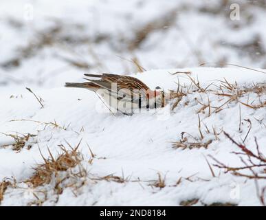 Lapponia Bunting (Calcarius lapponicus) maschio adulto che mangia sotto la neve sulla brughiera Hardanger Vidda, Norvegia Giugno Foto Stock