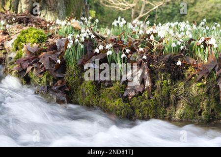 Una banca di nevicate invernali fiorite, galanthus nivalis, insieme a un flusso in rapido movimento in un giardino boschivo UK febbraio Foto Stock