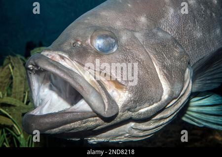 Cernia nera, primo piano del volto Foto Stock