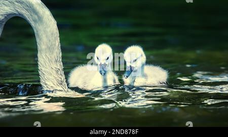 I cigni giovani guardano la loro madre mentre cercano il cibo. La foto migliore. Foto Stock