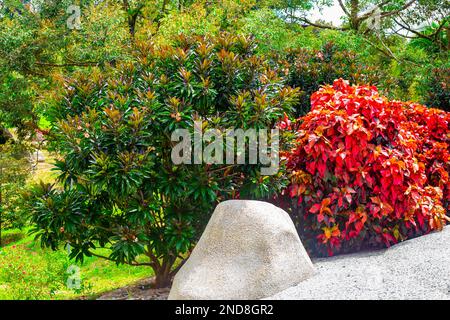 Frangipani Bush e Acalypha wilkesiana con foglie rosse vicino a una roccia nel giardino. Fiori tropicali nel design del paesaggio. Foto Stock