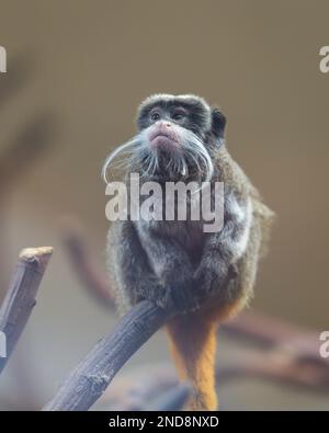 Scimmia imperatore Tamarin (Saguinus imperator) sul ramo con eccezionale, lunga, barba bianca. Foto Stock
