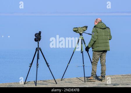 Birdwatcher / birder con cannocchiale guardare uccelli marini lungo la costa del Mare del Nord in inverno Foto Stock