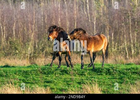 Due pony exmoor bruni combattenti, contro una foresta e lo sfondo di canne. Mordente, aring e colpire. colori autunnali in inverno. Messa a fuoco selettiva Foto Stock