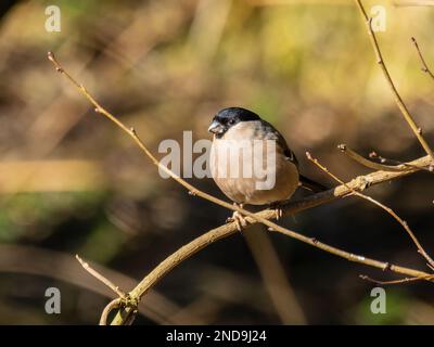 Un maschio Eurasian Bullfinch, comune Bullfinch o solo Bullfinch, Pyrhula pirrhula, arroccato su un ramo. Foto Stock