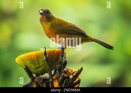 Tanager femmina scarlatto, un uccello tropicale in Costa Rica Foto Stock