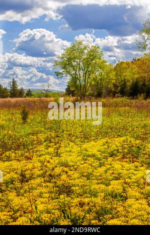 Cypress Spurge; fioritura all'inizio della primavera nella Delaware Water Gao National Recreation Area, Pennsylvania Foto Stock