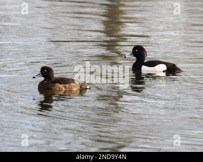 Un paio di anatre tufted anche conosciuto come pochard tufted, Aythya fuligula, nuoto su un lago. Foto Stock