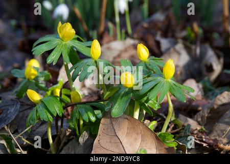 Fiori gialli di aconiti invernali, erenthis hyemalis, noto anche come aconitum hyemale naturalizzato in un giardino boschivo britannico febbraio Foto Stock