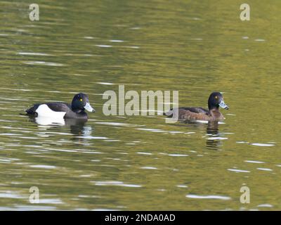 Un paio di anatre tufted anche conosciuto come pochard tufted, Aythya fuligula, nuoto su un lago. Foto Stock