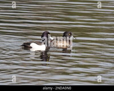 Un paio di anatre tufted anche conosciuto come pochard tufted, Aythya fuligula, nuoto su un lago. Foto Stock