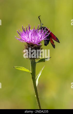 Sei macchie burnet (Zygaena filipendulae) su un fiore viola Foto Stock